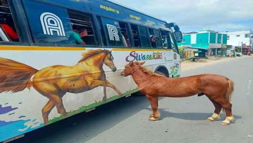 தாய் என நினைத்து பேருந்துடன் ஓடிய குதிரை... நெகிழ்ச்சி வீடியோ வைரல்...!