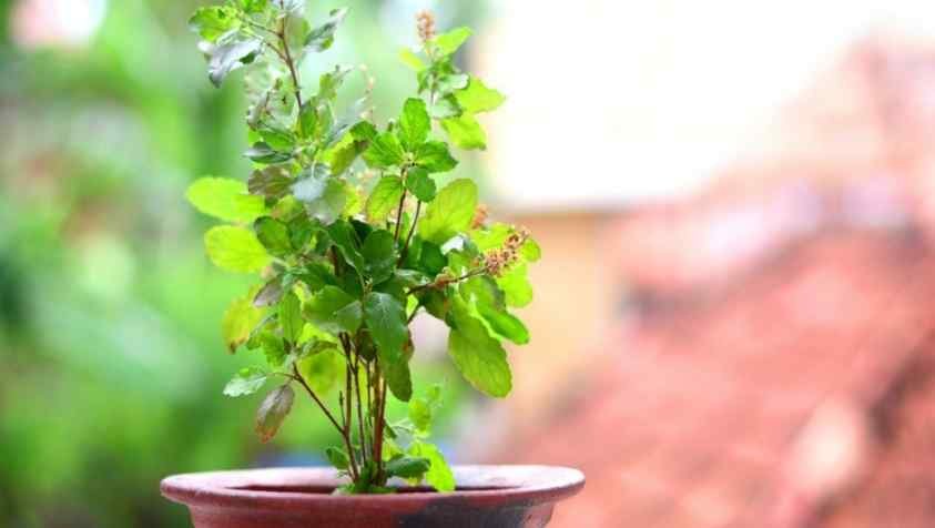 Medicinal Plants in Tamil: உடல் உபாதைகளை விரட்டியடிக்கும் 10 வகை மருத்துவ மூலிகைகளும் அதன் பயன்களும்...