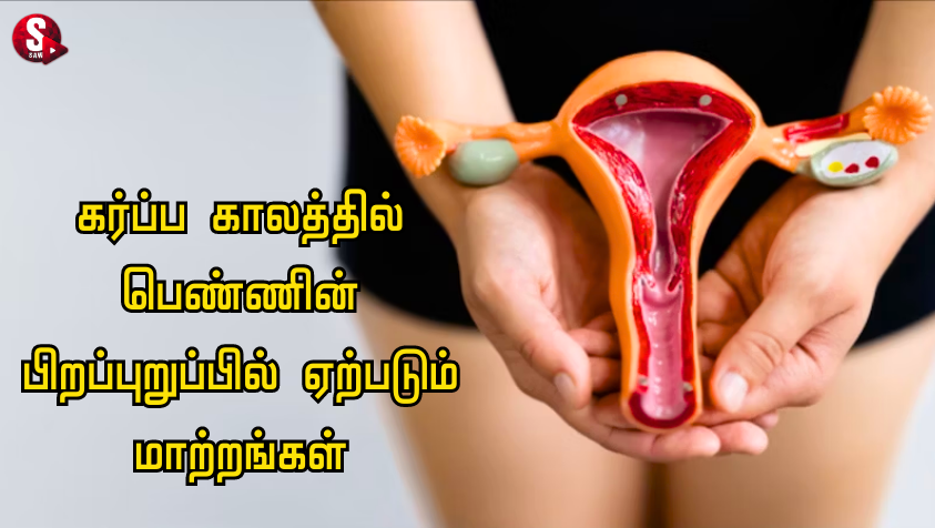 கர்ப்ப காலத்தில் பெண்ணின் பிறப்புறுப்பில் ஏற்படும் மாற்றங்கள்.. | Vaginal Changes During Pregnancy in Tamil