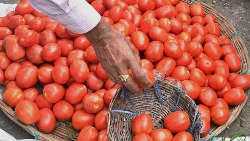Tomato prices : தக்காளி விலை சற்று குறைவு..? பொதுமக்கள் மகிழ்ச்சி..!