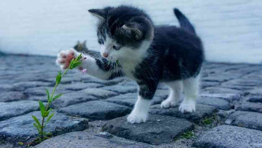 Facts about Cat in Tamil: நீங்க கேட் லவ்வரா..? அழகான பூனைக்கிட்ட இவ்வளவு விஷயம் இருக்கா…? 