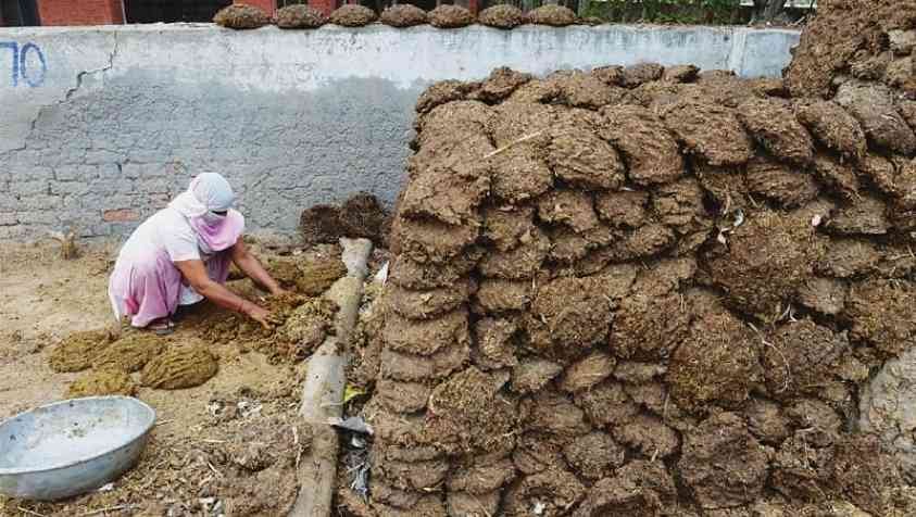 India : மாட்டு சாண்ம் பார்சல்...? இதனால் குவைத்துக்கு என்ன பயன்.!