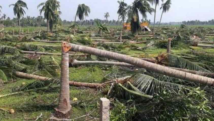 தேங்காய் விலை வீழ்ச்சி:- விரக்தியில் மரங்களை வெட்டி சாய்த்த விவசாயி..!