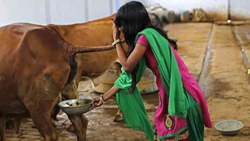 கோமியத்தை கொள்முதல் செய்யும் அரசு..! லிட்டருக்கு 4 ரூபாய்..!