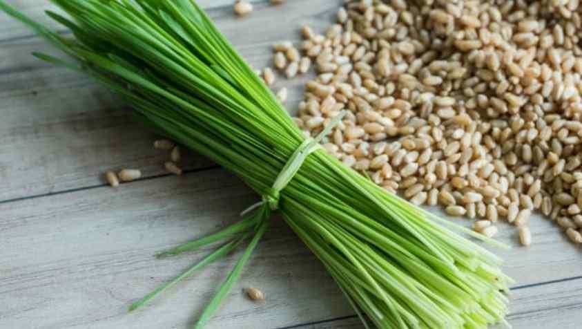 Medicinal Plants in Tamil: உடல் உபாதைகளை விரட்டியடிக்கும் 10 வகை மருத்துவ மூலிகைகளும் அதன் பயன்களும்...