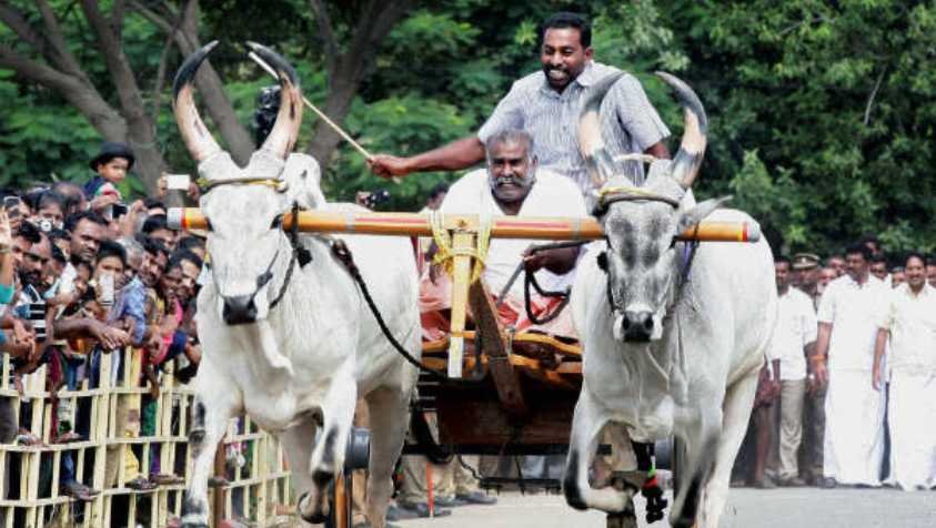 ஜல்லிக்கட்டு அடுத்து பாரம்பரிய போட்டியான ரேக்ளா ரேஸின் வரலாறு தெரியுமா?| Rekla Race in Tamil