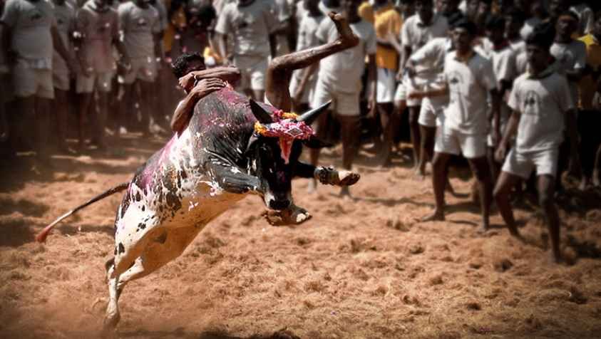 தமிழகத்தில் ஜல்லிக்கட்டு நடைபெறும் இடங்கள்..!| Jallikattu Places in Tamilnadu