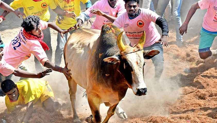 தமிழகத்தில் ஜல்லிக்கட்டு நடைபெறும் இடங்கள்..!| Jallikattu Places in Tamilnadu