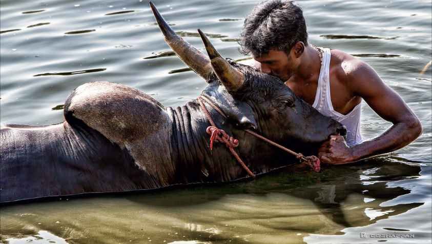 தமிழகத்தில் ஜல்லிக்கட்டு நடைபெறும் இடங்கள்..!| Jallikattu Places in Tamilnadu