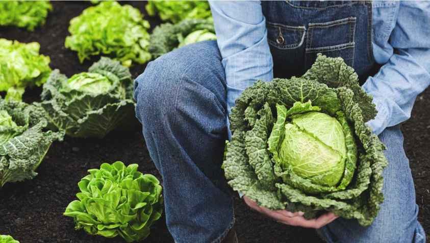 நோய்களைத் தவிர்க்கும் முட்டைக்கோஸ்.! கிடைக்கும் பல்வேறு நன்மைகள்.!| Benefits of Cabbage