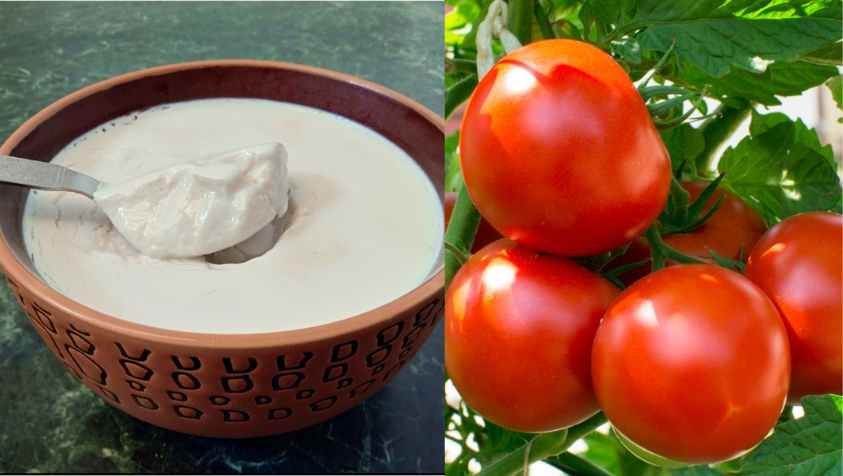 முகத்தை வெள்ளையாக மாற்ற தயிர் எப்படி பயன்படுத்துவது | How to use curd for face whitening