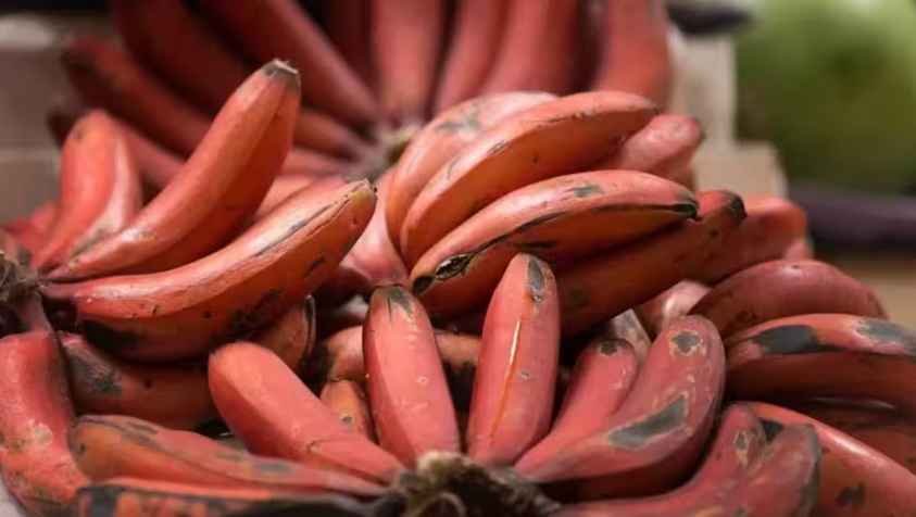 செவ்வாழைப்பழத்தை இந்த நேரத்துல சாப்பிடுங்க. இந்த பயன்கள் அனைத்தையும் பெறலாம்.. | Red Banana Benefits in Tamil