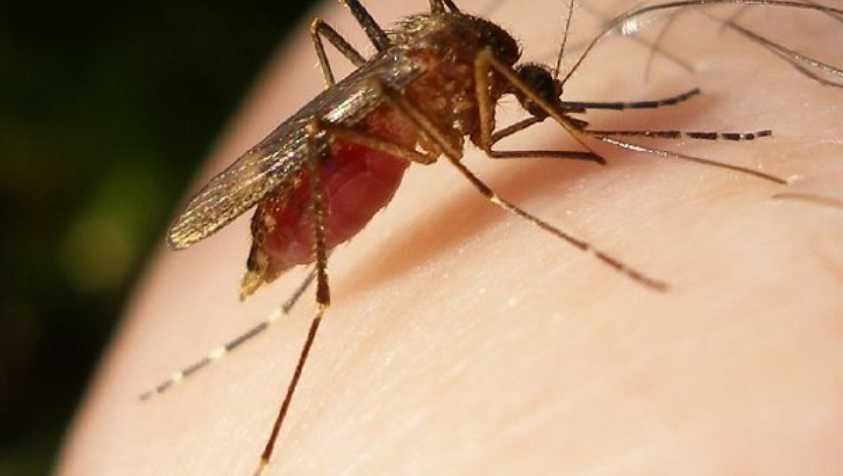 உயிருக்கு ஆபத்தான மலேரியா நோயில் இருந்து எப்படி விடுபடுவது? | Malaria Symptoms in Tamil