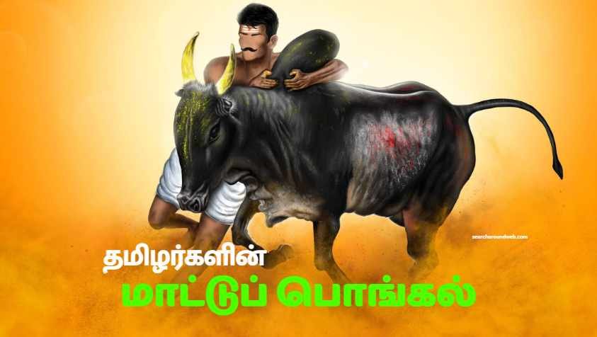 மாட்டுப் பொங்கலின் சிறப்பு என்ன? எப்படி கொண்டாட வேண்டும்? | How to Celebrate Mattu Pongal 2023